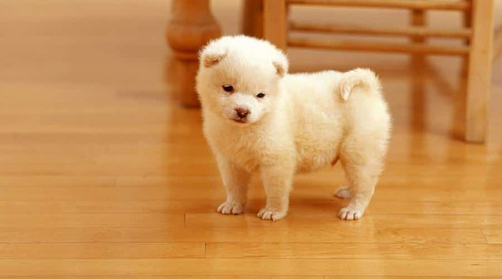 Кварцевый паркет и животные: устойчив ли к когтям, пятнам и запахам?